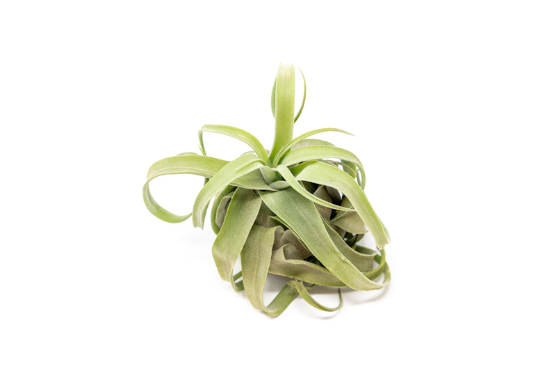Load image into Gallery viewer, Tillandsia Streptophylla Air Plants  - Multiple Sizes
