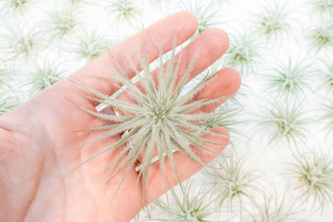 3 Tillandsia Tectorum Ecuador Air Plants for $12, additional product view 2