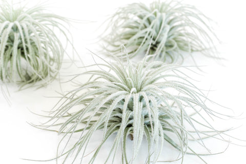 Tillandsia Tectorum Ecuador Air Plants, additional product view 2