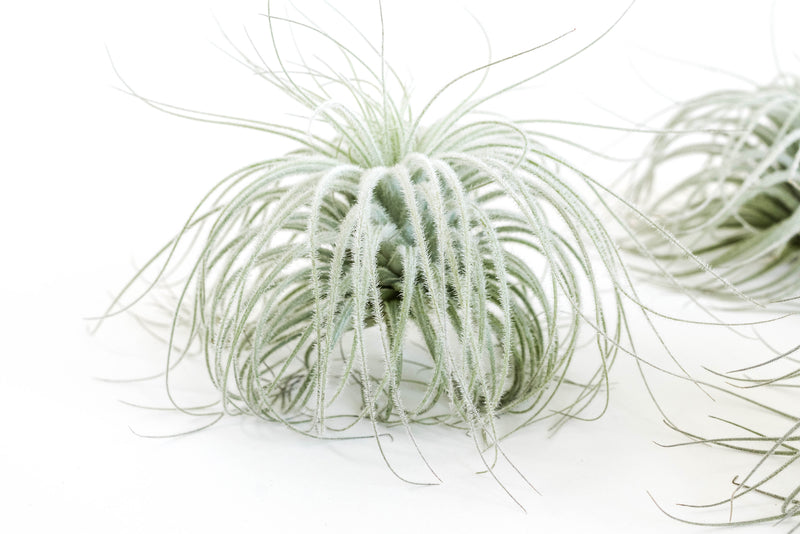 Load image into Gallery viewer, SALE - Tillandsia Tectorum Ecuador Air Plants - Set of 3, 6 or 9 - 25% Off
