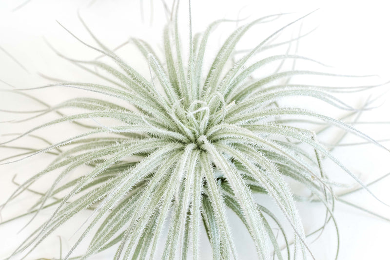 Load image into Gallery viewer, Tillandsia Tectorum Ecuador Air Plants
