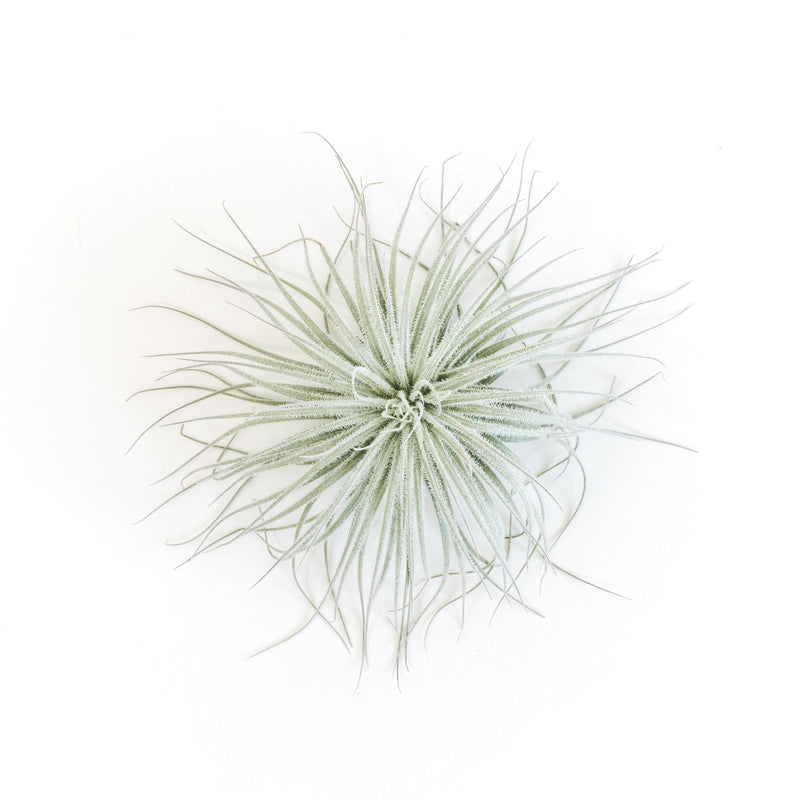 Load image into Gallery viewer, SALE - Tillandsia Tectorum Ecuador Air Plants - Set of 3, 6 or 9 - 25% Off
