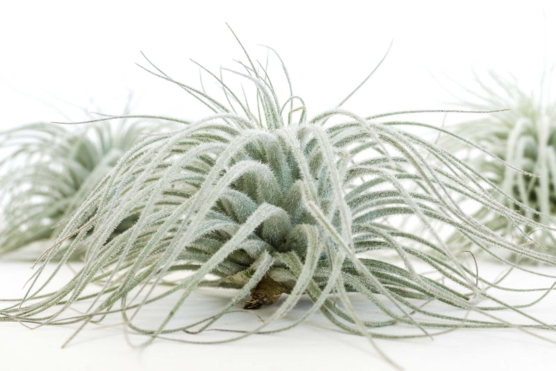 Load image into Gallery viewer, Tillandsia Tectorum Ecuador Air Plants
