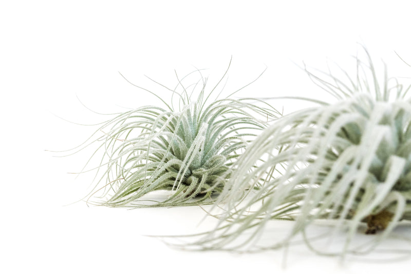 Load image into Gallery viewer, SALE - Tillandsia Tectorum Ecuador Air Plants - Set of 3, 6 or 9 - 25% Off
