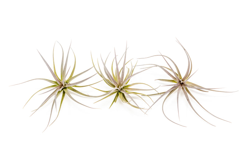 Load image into Gallery viewer, Tillandsia Tenuifolia Air Plants
