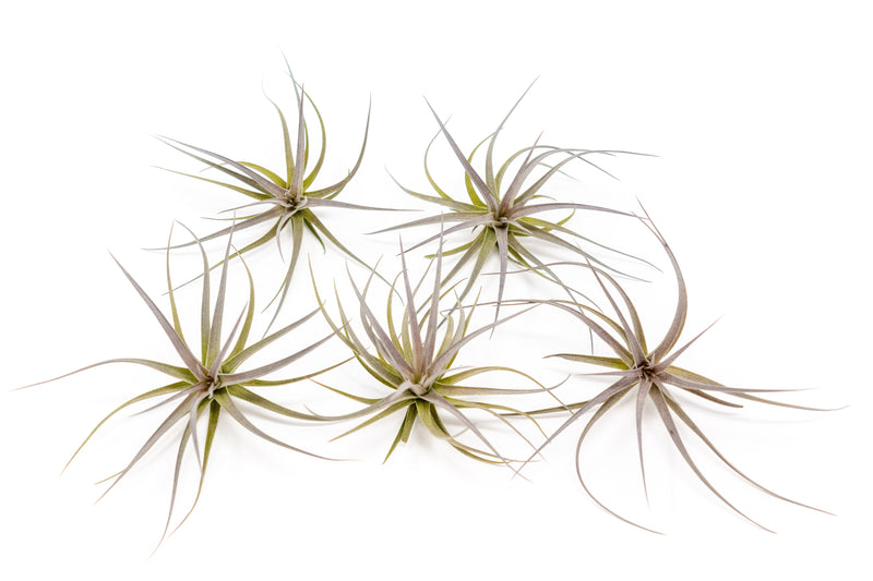 Load image into Gallery viewer, Tillandsia Tenuifolia Air Plants
