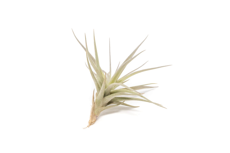 Load image into Gallery viewer, Tillandsia Tenuifolia Air Plants
