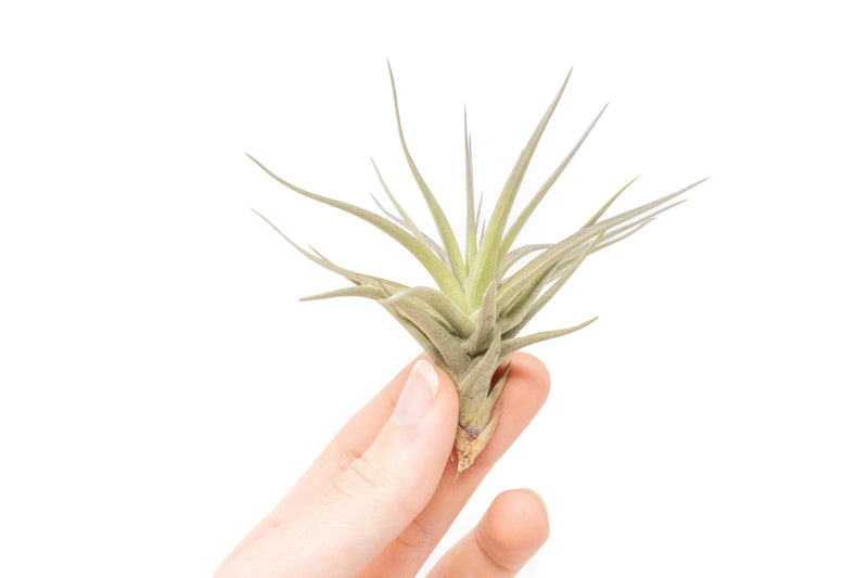 Load image into Gallery viewer, Tillandsia Tenuifolia Air Plants

