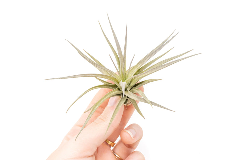 Load image into Gallery viewer, Tillandsia Tenuifolia Air Plants
