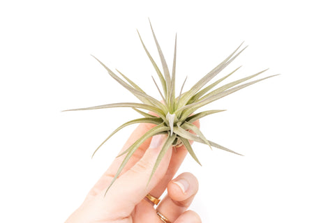 Tillandsia Tenuifolia Air Plants, additional product view 2