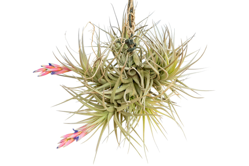 Load image into Gallery viewer, Tillandsia Tenuifolia Air Plant Clumps
