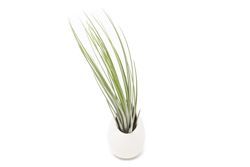 Load image into Gallery viewer, Large Ivory Ceramic Container - Choose Your Custom Tillandsia Air Plant
