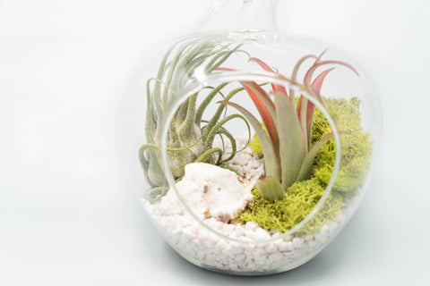 Apple Terrarium with Pebble Kit and Tillandsia Air Plants, additional product view 2