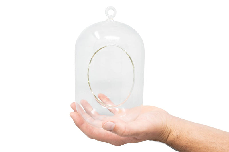 Load image into Gallery viewer, Capsule Terrarium with Moss and Tillandsia Air Plants
