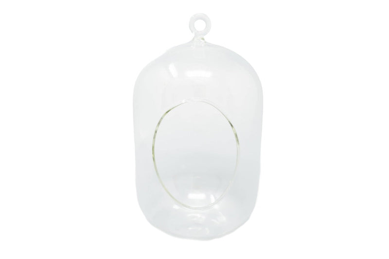 Load image into Gallery viewer, Capsule Terrarium with Moss and Tillandsia Air Plants
