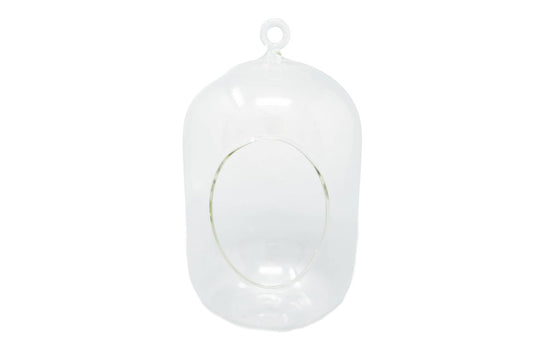 Capsule Terrarium with Moss and Tillandsia Air Plants