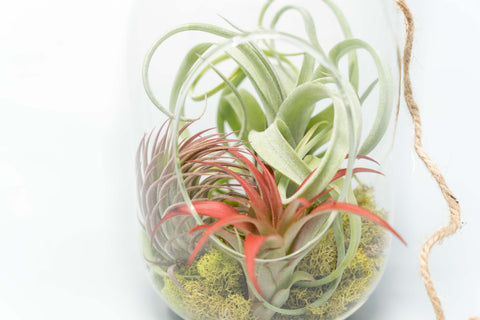 Capsule Terrarium with Moss and Tillandsia Air Plants, additional product view 2