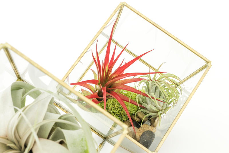 Load image into Gallery viewer, Heptahedron Geometric Glass Terrariums - Set of 2 - with Tillandsia Red Abdita, Ionantha and Small Xerographica

