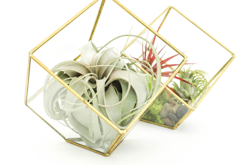 Load image into Gallery viewer, Heptahedron Geometric Glass Terrariums - Set of 2 - with Tillandsia Red Abdita, Ionantha and Small Xerographica
