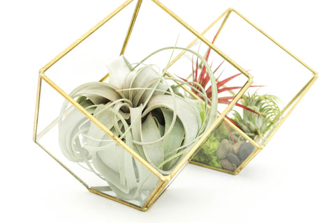 Heptahedron Geometric Glass Terrariums - Set of 2 - with Tillandsia Red Abdita, Ionantha and Small Xerographica, additional product view 2