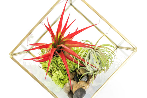 Heptahedron Geometric Glass Terrarium with Tillandsia Red Abdita and Ionantha Air Plants, additional product view 2