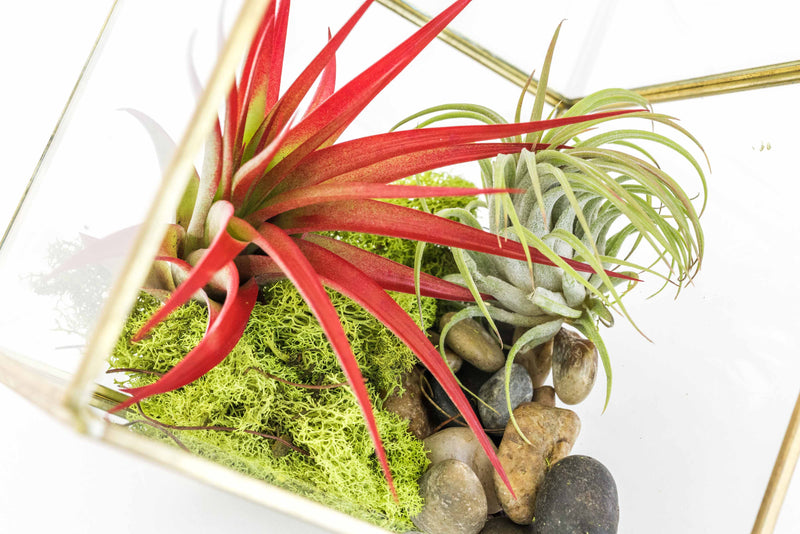 Load image into Gallery viewer, Heptahedron Geometric Glass Terrarium with Tillandsia Red Abdita and Ionantha Air Plants
