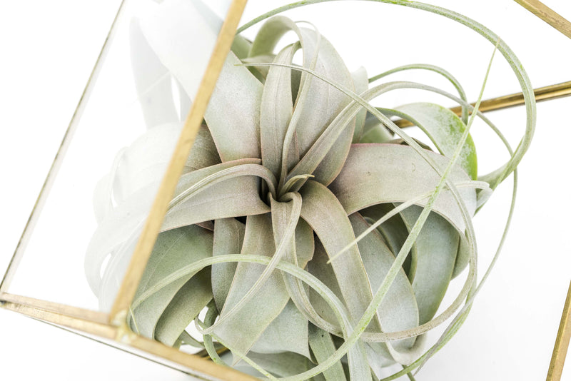 Load image into Gallery viewer, Heptahedron Geometric Glass Terrarium with Tillandsia Xerographica Air Plant
