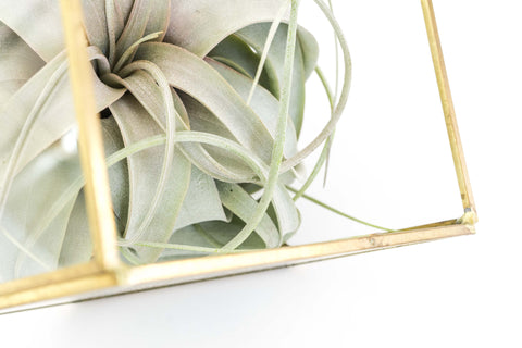 Heptahedron Geometric Glass Terrarium with Tillandsia Xerographica Air Plant, additional product view 2
