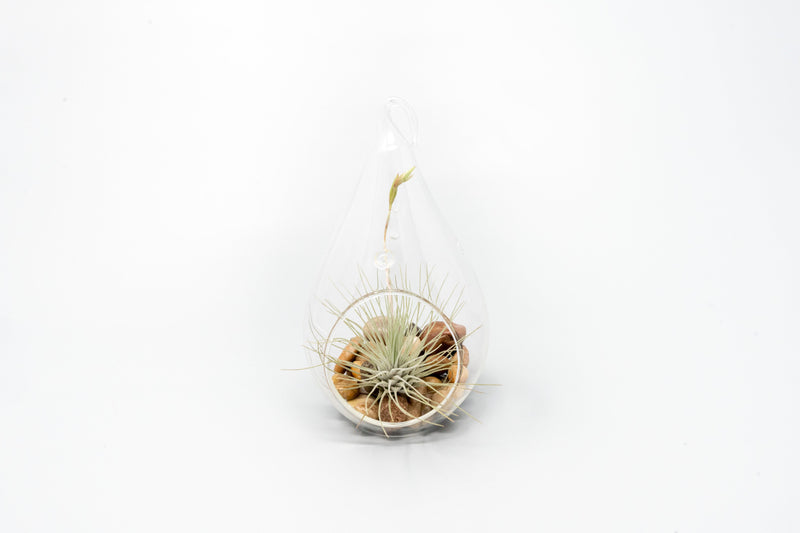 Load image into Gallery viewer, SALE - Set of 3 Airy Teardrop Terrariums with Flat Bottoms
