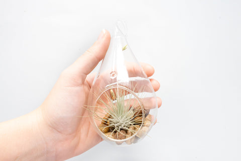 Teardrop Terrarium with Tillandsia Argentea Thin & Riverstones, additional product view 2