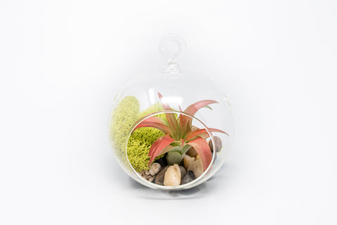 Set of 3 Stunning Hanging Glass Terrariums with Flat Bottoms, additional product view 2