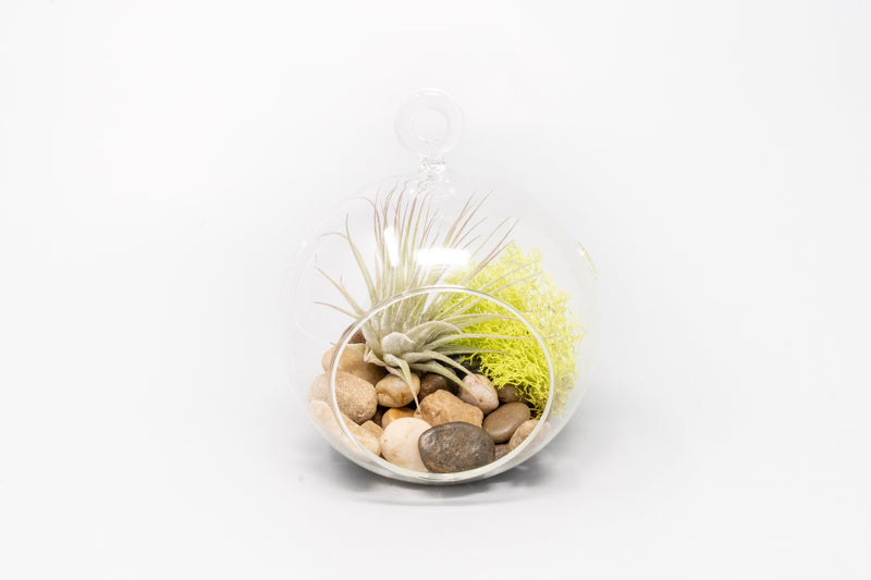 Load image into Gallery viewer, Set of 3 Stunning Hanging Glass Terrariums with Flat Bottoms
