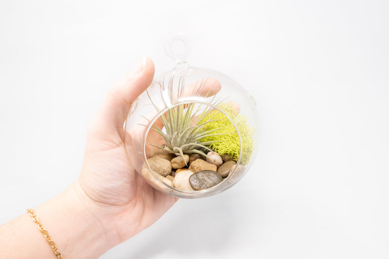 Load image into Gallery viewer, Set of 3 Stunning Hanging Glass Terrariums with Flat Bottoms
