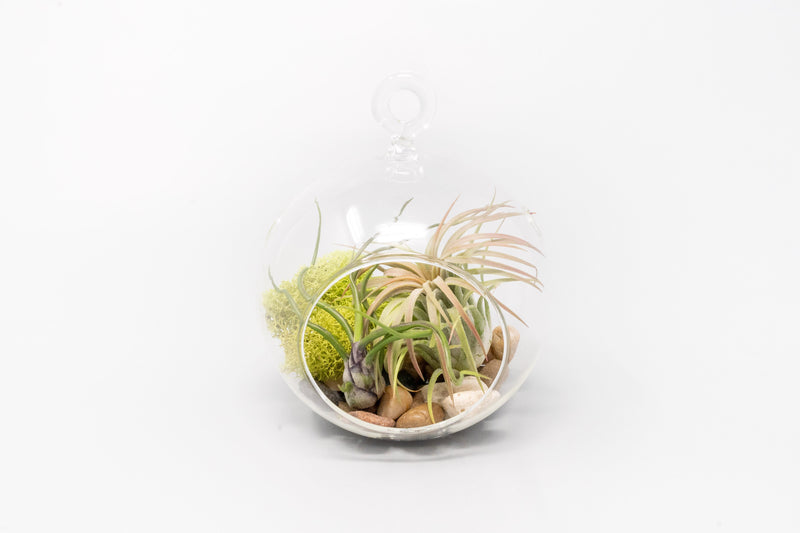 Load image into Gallery viewer, Set of 3 Stunning Hanging Glass Terrariums with Flat Bottoms
