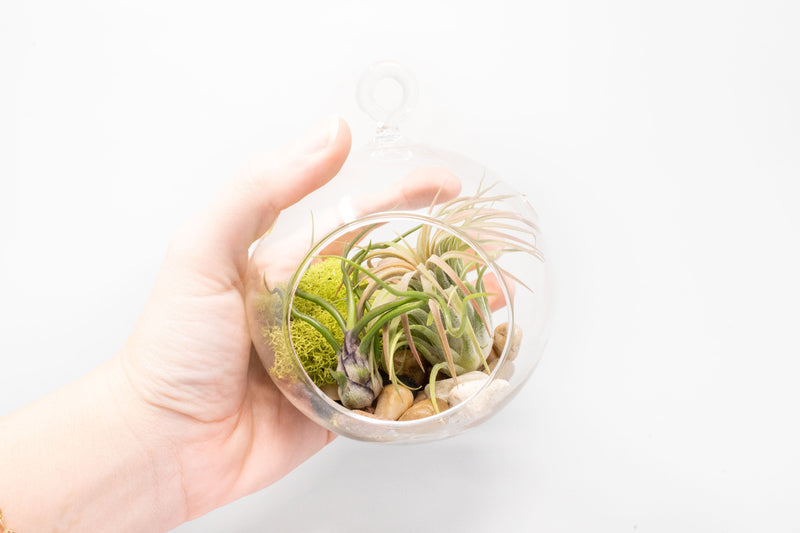 Load image into Gallery viewer, Set of 3 Stunning Hanging Glass Terrariums with Flat Bottoms

