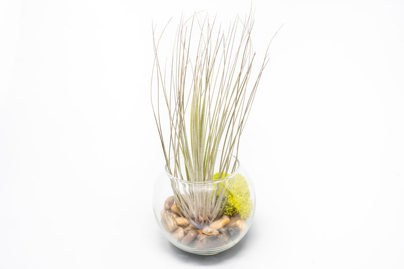 Load image into Gallery viewer, Complete Bubble Trio Terrariums with Tillandsia Juncea, Butzii, and Harrisii Air Plants
