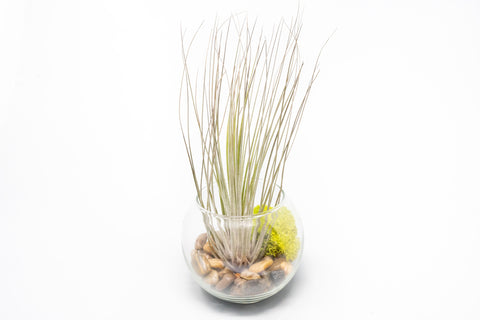 Complete Bubble Trio Terrariums with Tillandsia Juncea, Butzii, and Harrisii Air Plants, additional product view 2