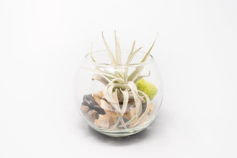 Load image into Gallery viewer, Complete Bubble Trio Terrariums with Tillandsia Juncea, Butzii, and Harrisii Air Plants
