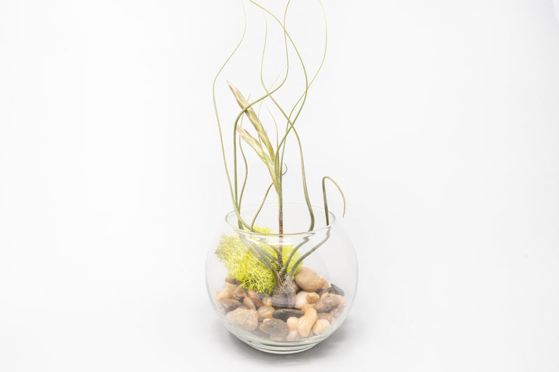 Load image into Gallery viewer, Complete Bubble Trio Terrariums with Tillandsia Juncea, Butzii, and Harrisii Air Plants
