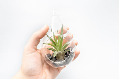 SALE - Set of 3 Red Hots Complete Teardrop Terrariums, additional product view 2