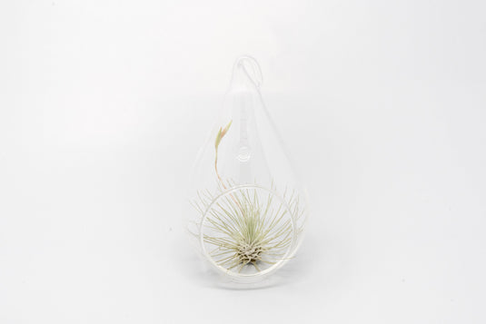 SALE - Teardrop Glass Terrariums - Set of 6 or 12 - 40% Off