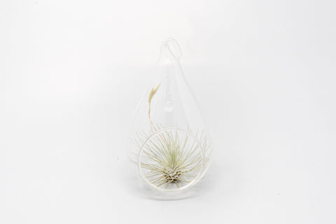 Minimalist Terrarium in a Glass Teardrop - Choose Your Custom Tillandsia Air Plant, additional product view 2