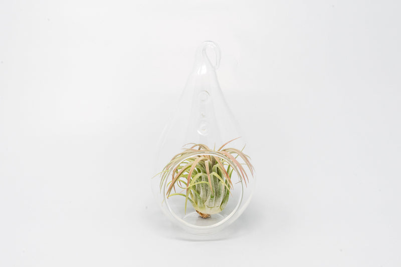Load image into Gallery viewer, Minimalist Terrarium in a Glass Teardrop - Choose Your Custom Tillandsia Air Plant
