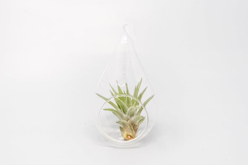 Load image into Gallery viewer, Minimalist Terrarium in a Glass Teardrop - Choose Your Custom Tillandsia Air Plant
