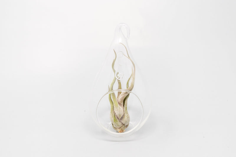 Load image into Gallery viewer, Minimalist Terrarium in a Glass Teardrop - Choose Your Custom Tillandsia Air Plant
