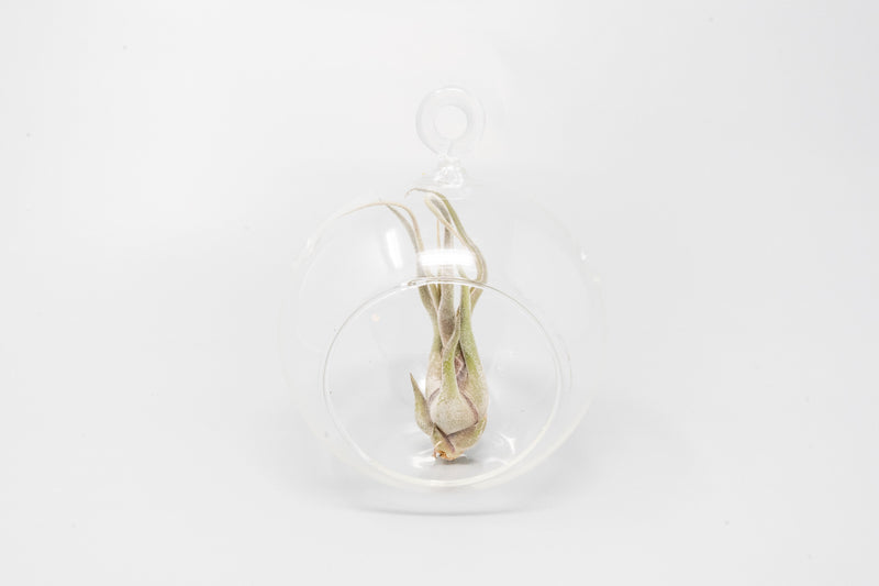 Load image into Gallery viewer, Minimalist Terrarium in a Glass Globe with Flat Bottom - Choose Your Custom Tillandsia Air Plant
