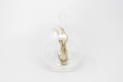 Minimalist Terrarium in a Glass Globe with Flat Bottom - Choose Your Custom Tillandsia Air Plant, additional product view 2