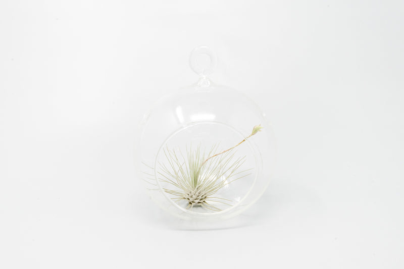 Load image into Gallery viewer, Minimalist Terrarium in a Glass Globe with Flat Bottom - Choose Your Custom Tillandsia Air Plant
