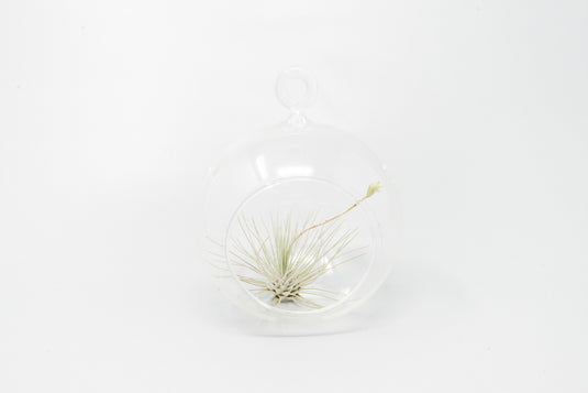 Minimalist Terrarium in a Glass Globe with Flat Bottom - Choose Your Custom Tillandsia Air Plant