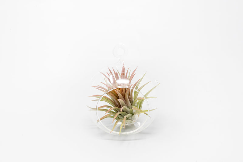 Load image into Gallery viewer, Minimalist Terrarium in a Glass Globe with Flat Bottom - Choose Your Custom Tillandsia Air Plant
